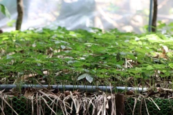 资料图：玉灵参被视为珍贵药材，是帮助色当族人脱贫致富的重要作物，目前在昆嵩省的苗圃中种植。图自越通社