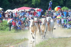第30届安江电视台杯七山赛牛节于2025年9月20日在知尊乡（Tri Tôn）举行。