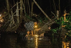 游客对与当地居民一同在红树林下捕捉海蟹的体验十分感兴趣。图自越通社