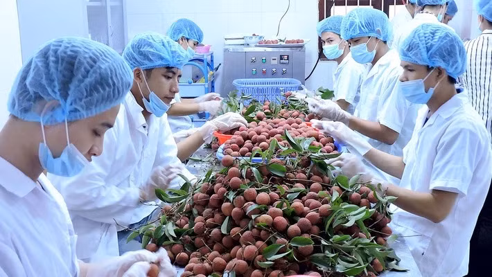 《越南对中国农产品正贸出口指南》正式出版发行