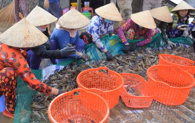薄辽省洪民县稻虾轮作模式助农增收
