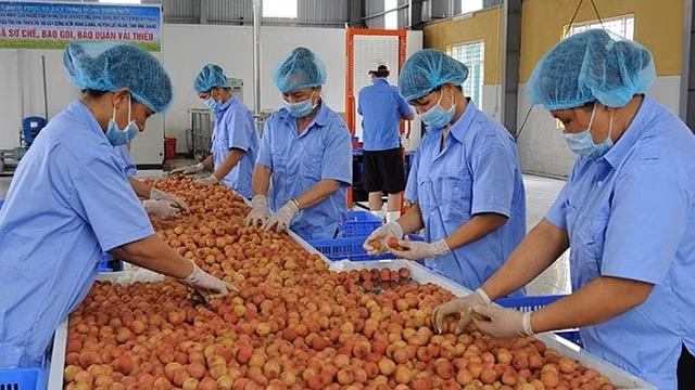 越南力争实现今年农林水产品出口额达410亿美元以上的目标