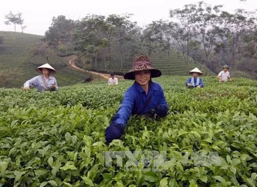 富寿省努力为茶叶产品申请品牌认证
