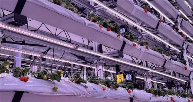 马来西亚和泰国应用新加坡技术种植高产草莓