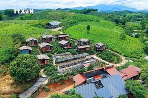 明台乡确定将茶树作为主导经济作物，推动茶产业发展与社区旅游相结合。图片来源：越通社