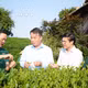 太原省人民委员会主席阮世孟在新疆茶区检查茶叶节筹备工作。图自越通社