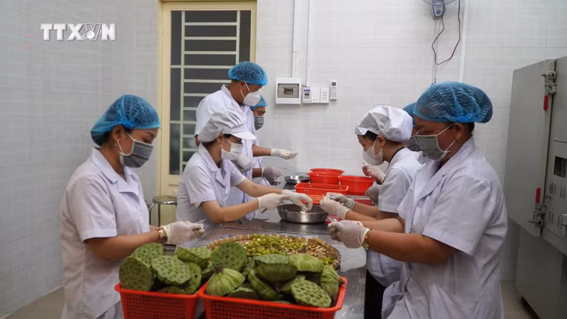 同塔省香莲生产与贸易有限责任公司的莲花相关产品生产活动。图片来源：越通社