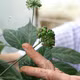 截至目前已在玉灵人参的药用部位中确定126种化合物。图自越通社
