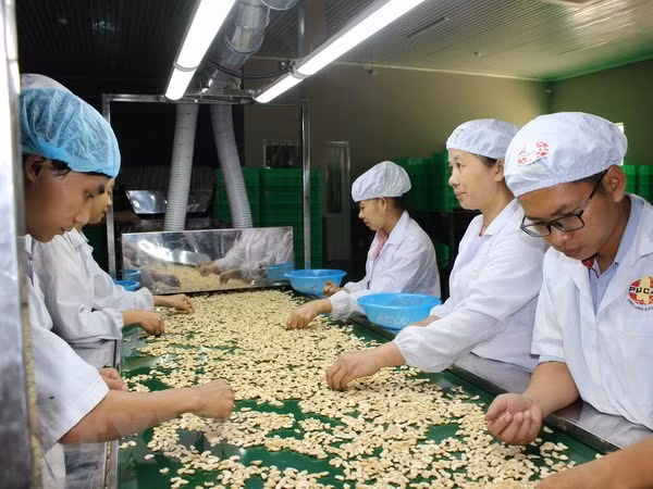 新冠肺炎疫情：腰果产业将出口目标下调至32亿美元 ảnh 1