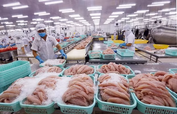 2020年越南查鱼出口额预计达15亿美元 ảnh 2
