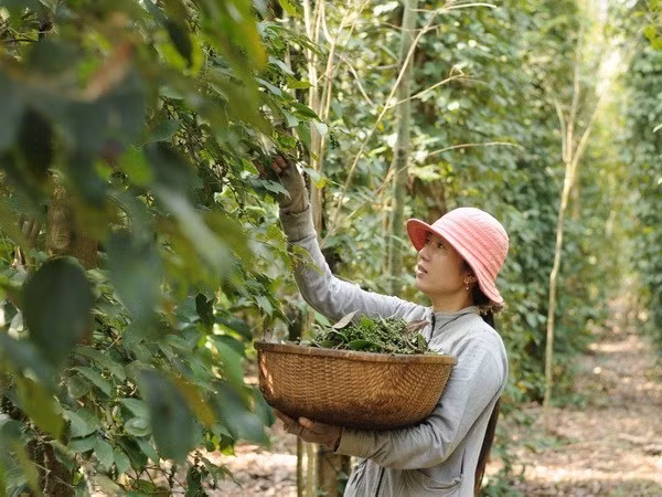越南胡椒价格回升 ảnh 1