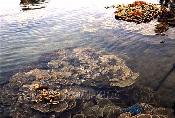 越南旅游：独特的燕礁——“地上水宫” ảnh 1