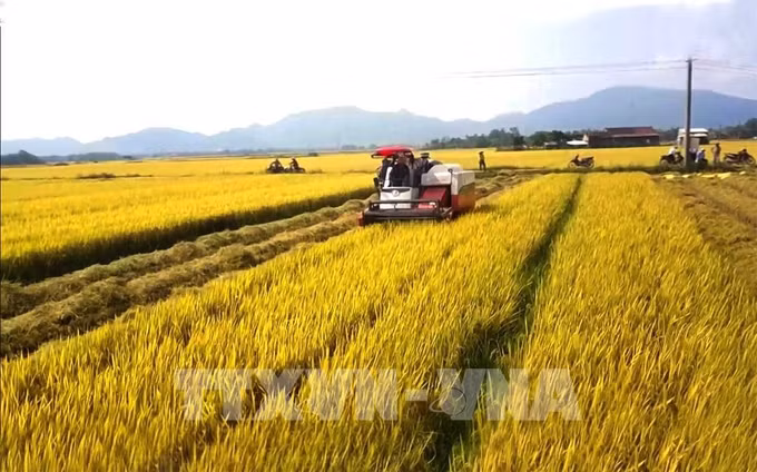 越南农林水产品今年前9月出口额同比增长15.2% ảnh 1