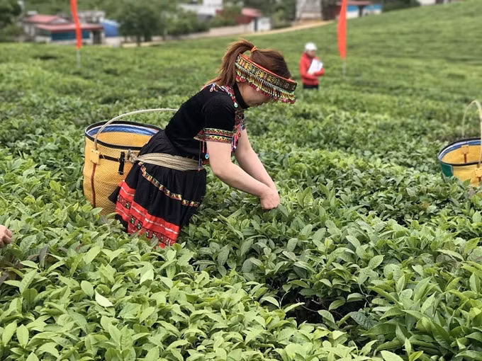 越南对中国和印度茶叶出口实现突飞猛进式的增长 ảnh 1