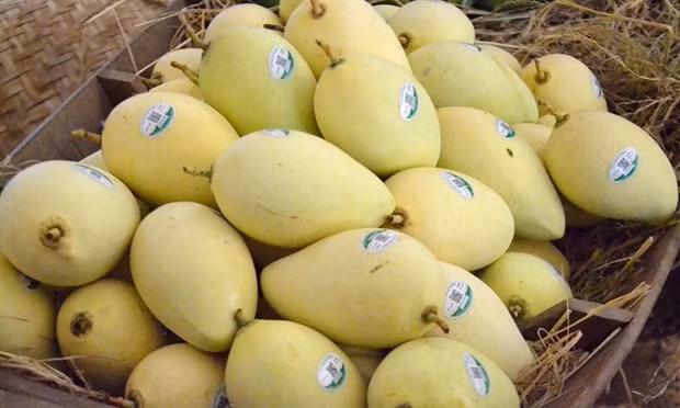 超过5000公顷的同塔芒果种植区获颁服务于出口的种植区号 ảnh 1