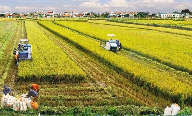 越南农业持续取得良好成效 国家粮食安全保障稳固 ảnh 1