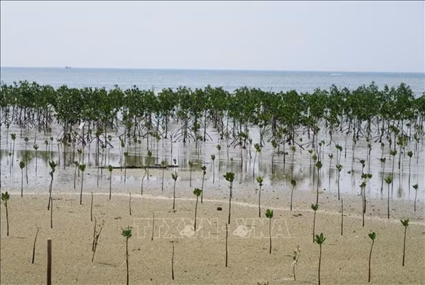  宁顺省注重生物多样性保护与可持续发展 ảnh 2