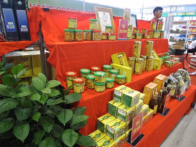 金花茶种植给广宁省巴节县同胞带来利益 ảnh 1