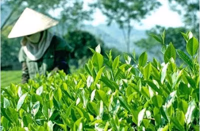 到2025年越南全国满足安全标准的茶叶种植面积达到55% ảnh 1