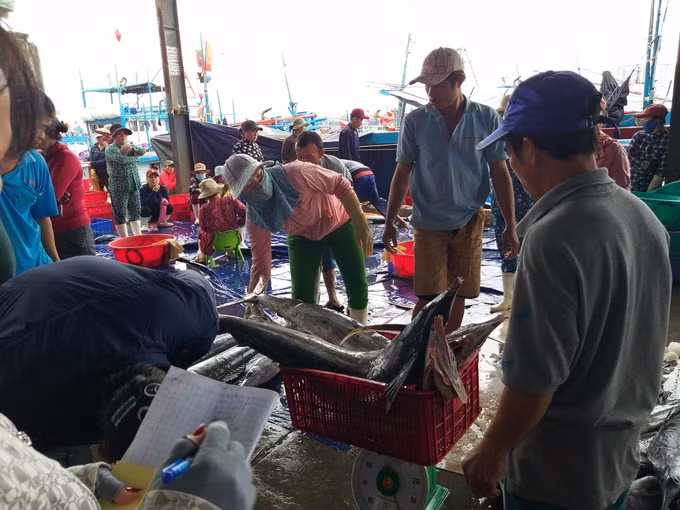 越南中南部地区渔民春节期间海上鱼获丰收 ảnh 1