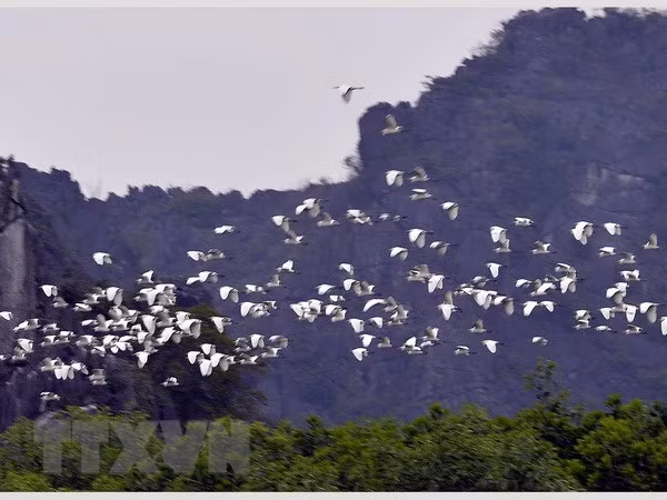 海阳省的鹭鸶岛——越南北部“独一无二”的旅游景点 ảnh 2