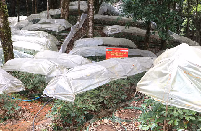 vna_potal-phat-trien-chuoi-gia-tri-va-sinh-ke-ben-vung-tu-sam-ngoc-linh-o-vung-loi-mang-ri-8785175.jpg
