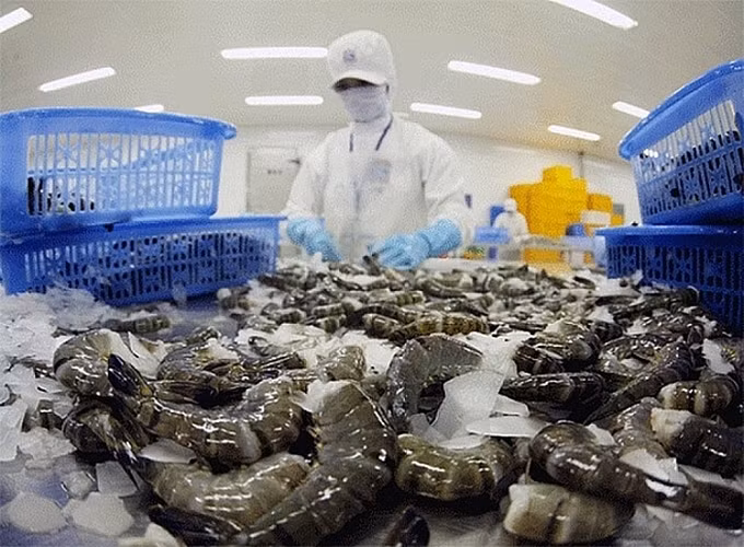越南黑虎虾深受日本市场的青睐 ảnh 1