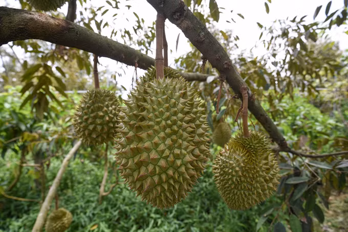 越南建立出口到中国的榴莲种植区和包装厂 ảnh 1