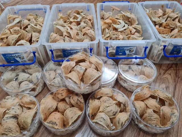 越南燕窝迎来走出国门的机会 ảnh 1