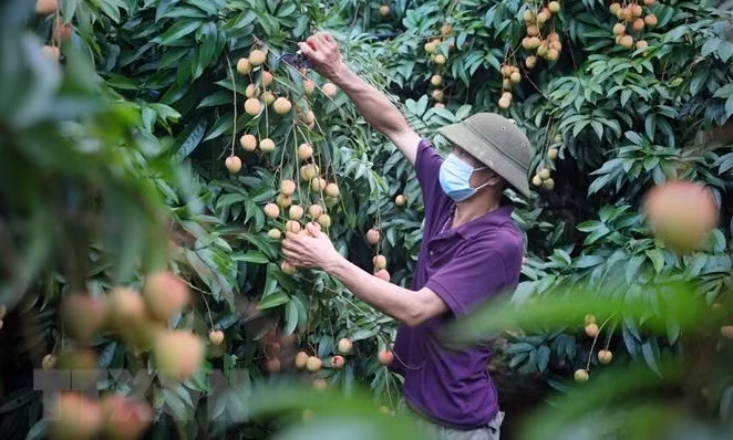 北江省有效发挥农产品地理标志保护认证的作用 ảnh 1