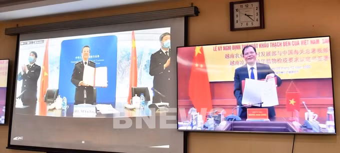 越南与中国签署关于越南向中国出口烧仙草的议定书 ảnh 2