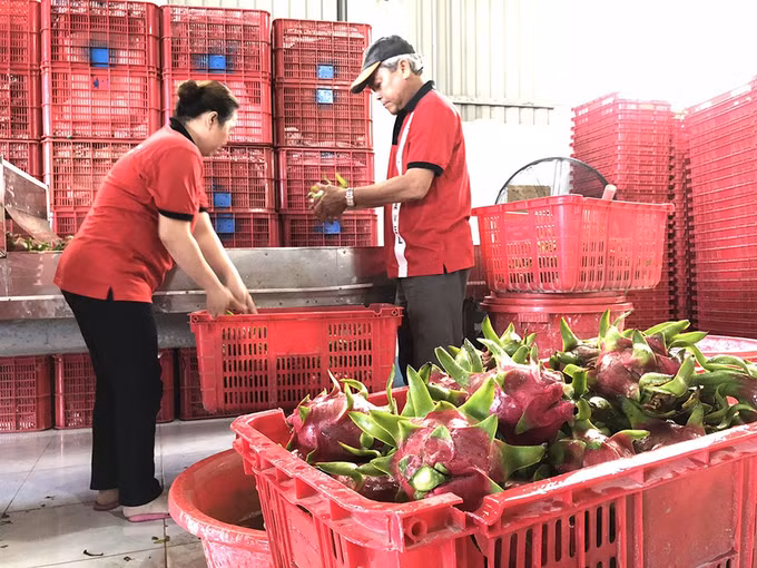 越南-中国（上海）水果制品线上会议吸引双方约40家企业参加 ảnh 2