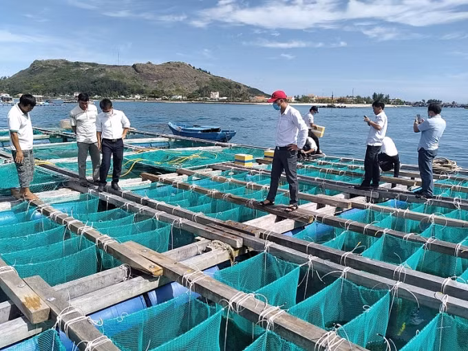 李山岛试点展开海胆养殖模式 ảnh 1