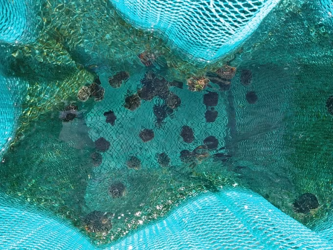 李山岛试点展开海胆养殖模式 ảnh 2