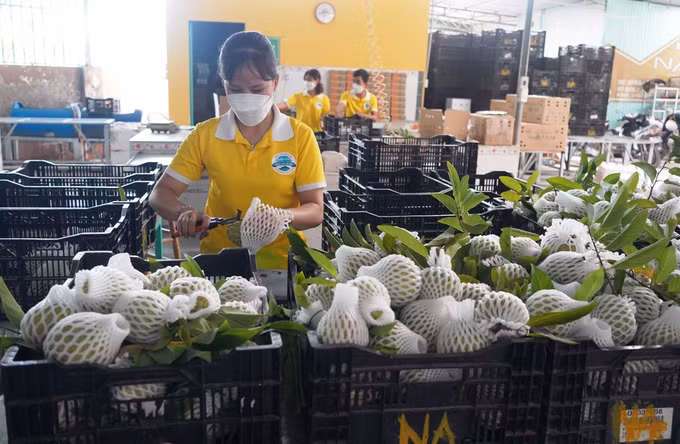 采用越南良好农业规范认证标准种植番荔枝走致富路 ​ ảnh 1