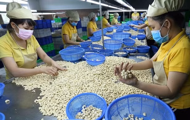 出口意大利百集装箱腰果事件：越南企业获得全部集装箱的所有权 ảnh 1
