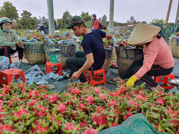 2022年前8月越南蔬果对中国出口额达10亿美元 ảnh 1