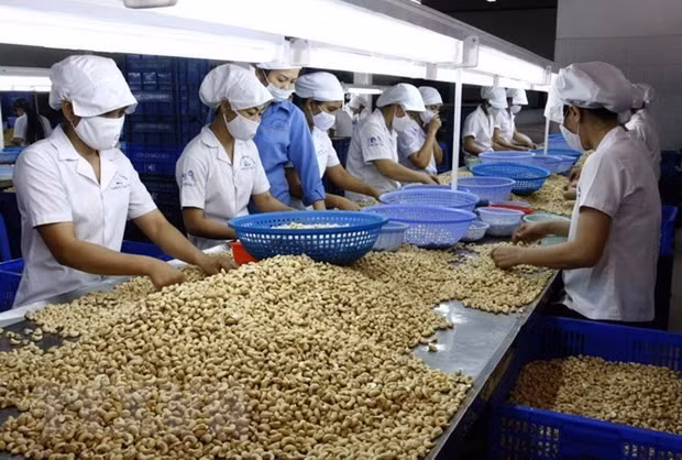 越南是世界腰果加工和出口第一大国 ảnh 1