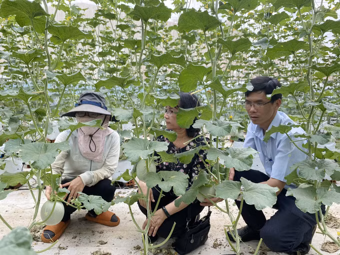 得乐省格穆阿县大力推进作物结构转型 ảnh 1