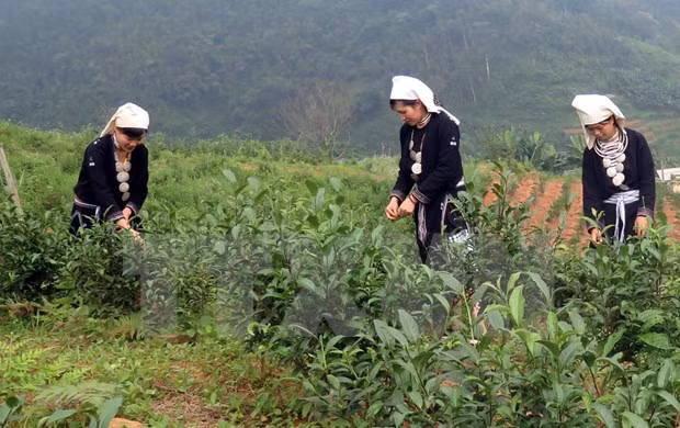 宣光省纳杭县强力推进山雪茶品牌树立 ảnh 1