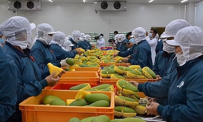 越南蔬果对“荷刻”市场的出口增长良好 ảnh 2