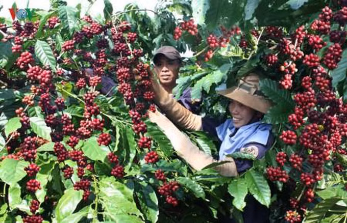 公私合作为得乐省咖啡可持续生产带来多种效益 ảnh 2