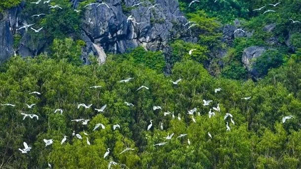 加强国际合作 促进生物多样性 ảnh 1