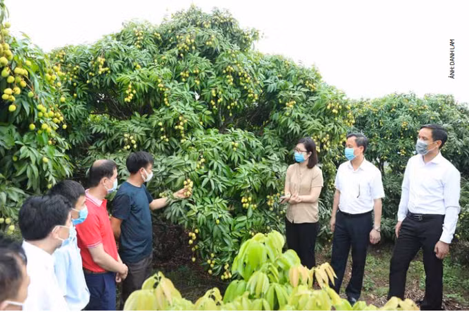 北江省协助少数民族同胞促销荔枝 ảnh 1
