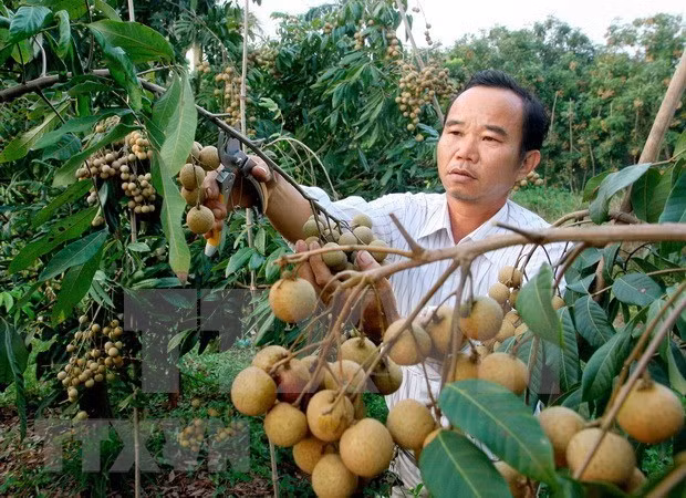 山罗省将鲜龙眼进行深加工 帮助农户度过疫情难关 ảnh 1