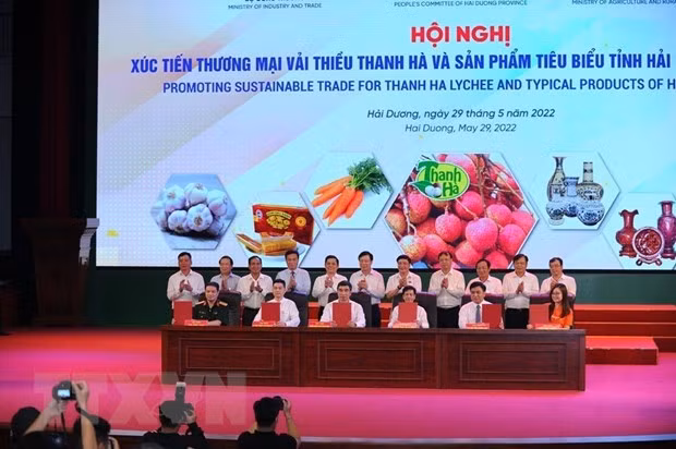 海阳省多措并举加强荔枝销售与出口力度 ảnh 2