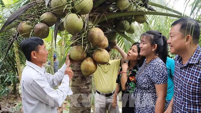越南茶荣省有机椰子达到国际标准 ảnh 1