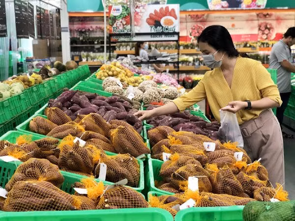 80多家越南企业获准对华出口甘薯 ảnh 1