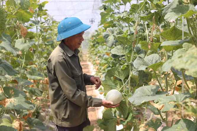 高科技蔬菜种植模式 促蔬菜增效助农民增收 ảnh 1