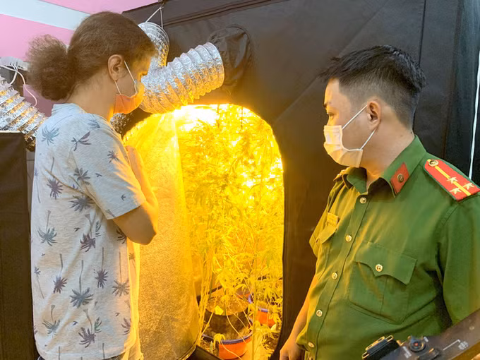 平顺省人民检察院对一名非法种植和持有大麻的外国人提起公诉 ảnh 1